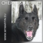 Chernusha