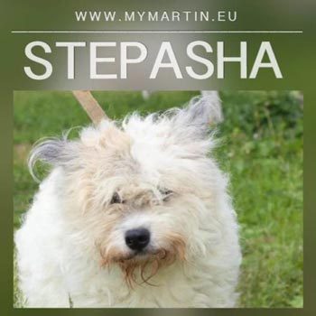 Stepasha