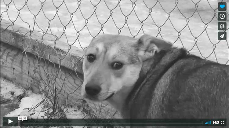 Prisoners of the shelter