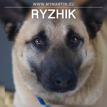 Ryzhik