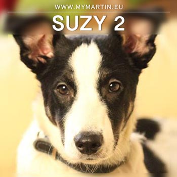 Suzy 2