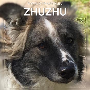 Zhuzhu