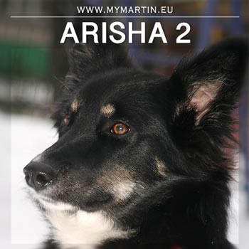 Arisha 2