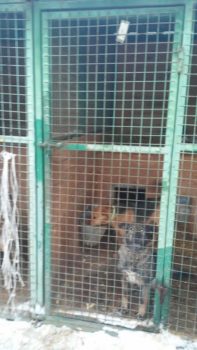 Voedsel voor rotzooi