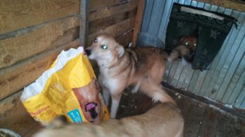 Voedsel voor rotzooi