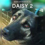 Daisy 2