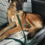 Stasja uit het gemeente-asiel op weg naar fosteropvang.