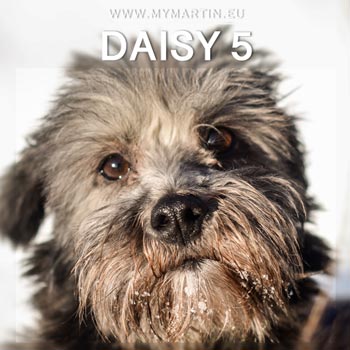 Daisy 5