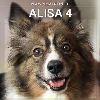 Alisa4-web