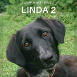 Lees meer over het artikel Linda 2