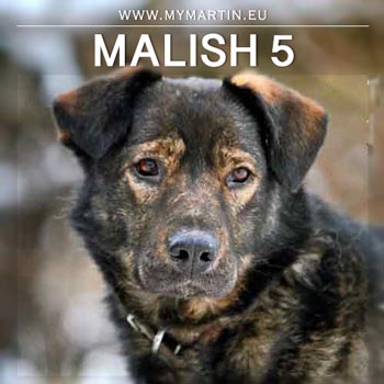 Malish5-web