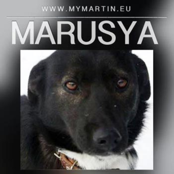 Marusya-web