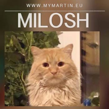 Milosh-web