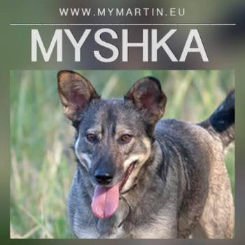 Myshka-web