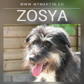 Zosya-web